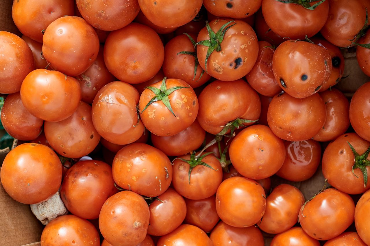 Nawet na pięknych, dorodnych pomidorach może pojawić się pleśń. 