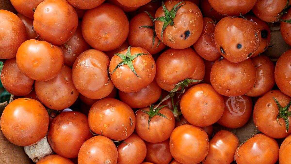 Pomidory