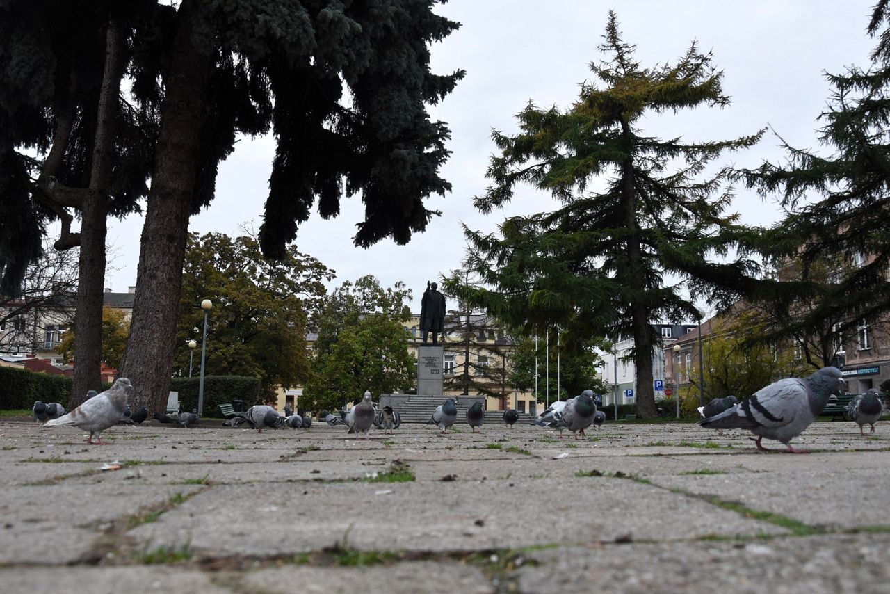 Tarnów: Miasto na przebudowę Placu Drzewnego ma dostać niemal 5 mln zł