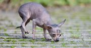 Xoloitzcuintli – tajemniczy pies z Meksyku. Nie dla każdego, ale wyjątkowo lojalny