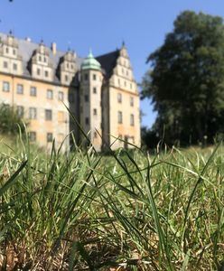 #EKOszenie. Wrocław przedstawia zasady koszenia trawników