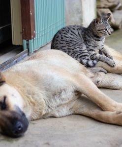 Warszawa. Ratusz chce zadbać o psy i koty, zachęcając do czipowania pupili na wakacje