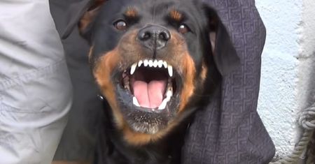Brutalny atak rottweilera w Łodzi. Pogryzł ludzi w pobliżu przedszkola!
