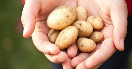 Parówka po poznańsku? Poznańscy naukowcy stworzyli zamienniki mięsa z… ziemniaków