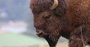 Bizon uciekł z prywatnego zoo i… wszedł na posesję kilkanaście kilometrów dalej