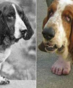 Jak człowiek zmienił wygląd niektórych ras psów