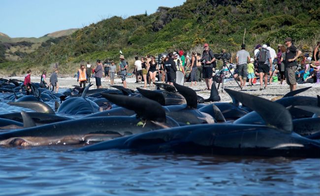Nowa Zelandia: 240 waleni wyrzuconych na brzeg
