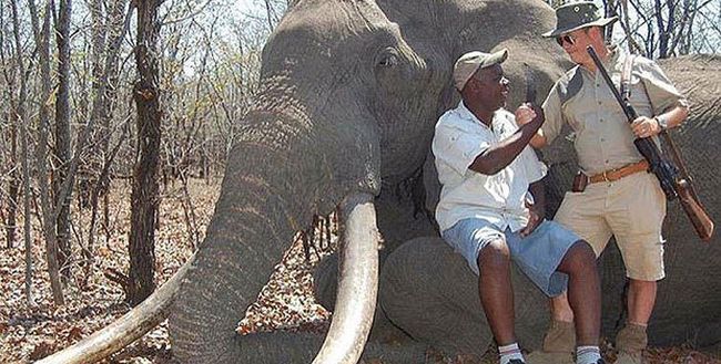 Największy słoń Afryki zastrzelony przez niemieckiego myśliwego