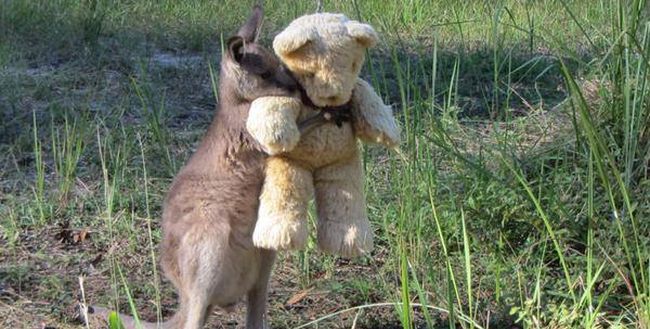 Zdjęcie kangurka z misiem podbija internet