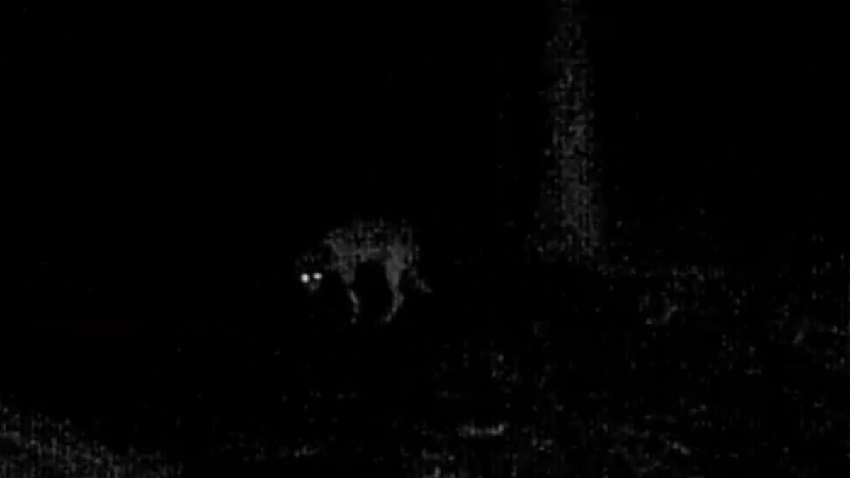 Taki wilk chodzi w okolicach Wałbrzycha 