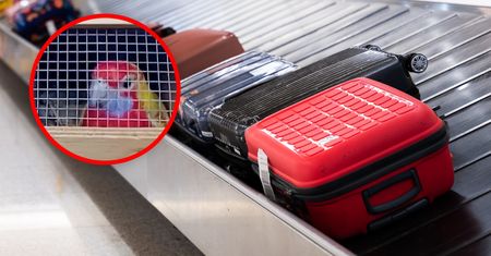 Chcieli przewieźć je w walizce. To co odkryli poraża