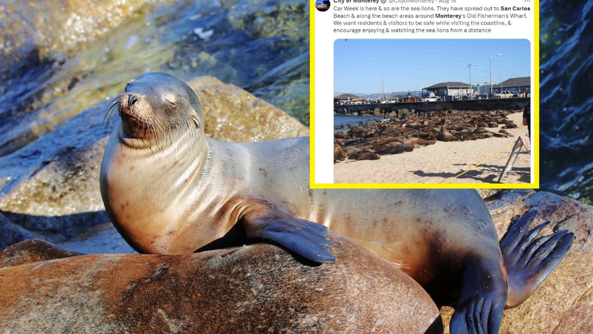 Uchatki opanowały kalifornijską plażę, ku uciesze turystów