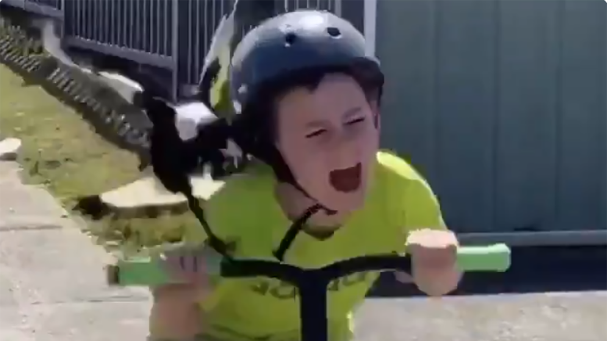 Ptak zaciekle atakował chłopca uciekającego na hulajnodze