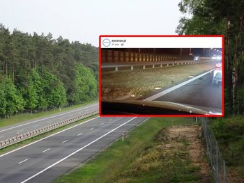 Żywe karpie na S5 pod Poznaniem. Nietypowa sytuacja na ekspresówce
