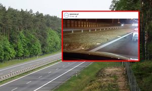 Żywe karpie na S5 pod Poznaniem. Nietypowa sytuacja na ekspresówce