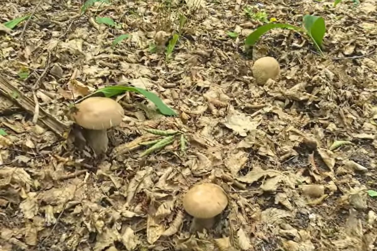 "Chyba zagram jutro w totka". Oto co znalazł w lesie