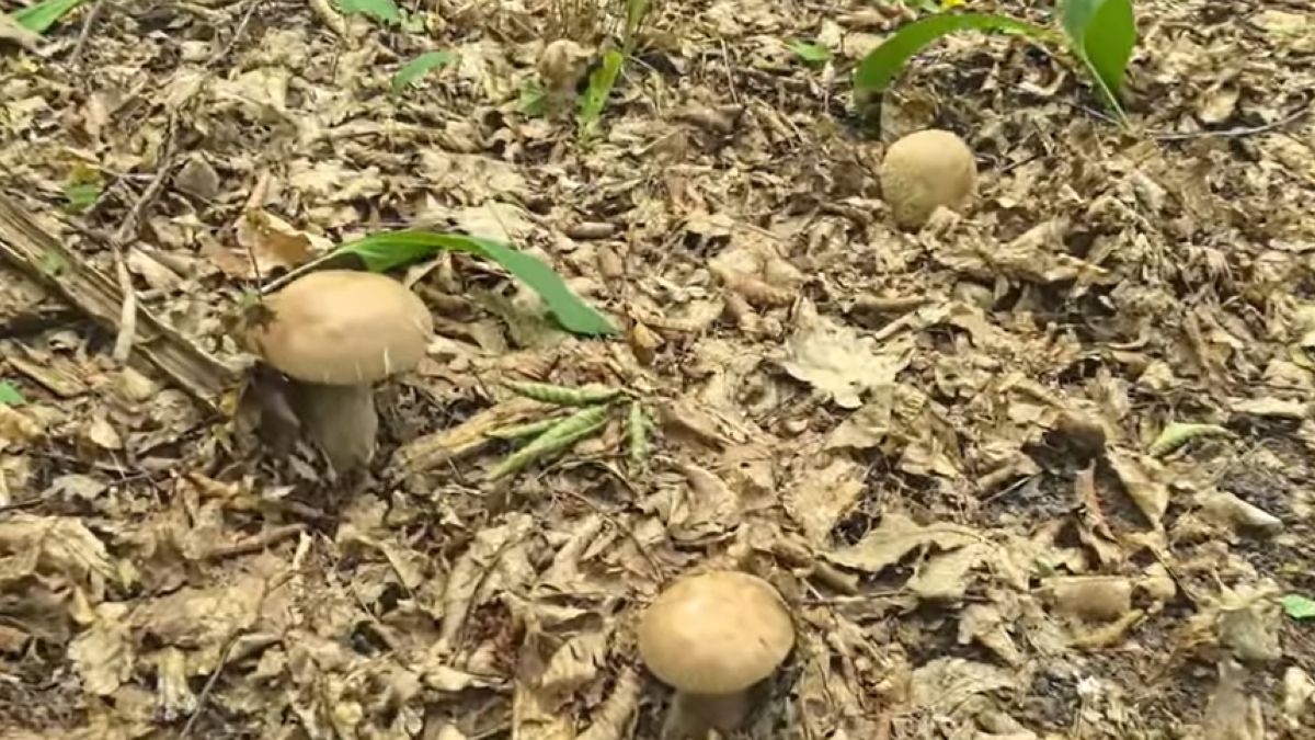 W lasach pojawiło się sporo borowików usiatkowanych