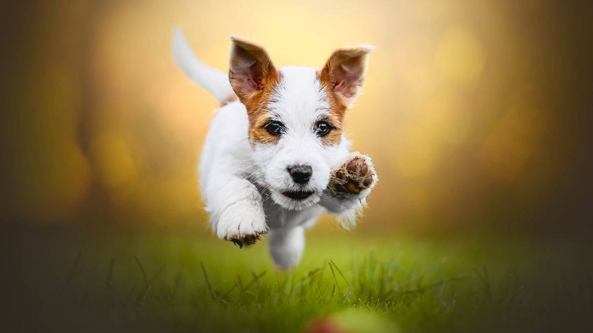 Wspaniałe portrety czworonożnych przyjaciół człowieka 1