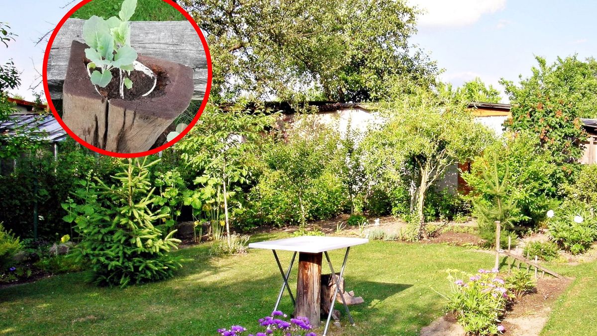Masz je w ogrodzie? Lepiej wyrzuć od razu