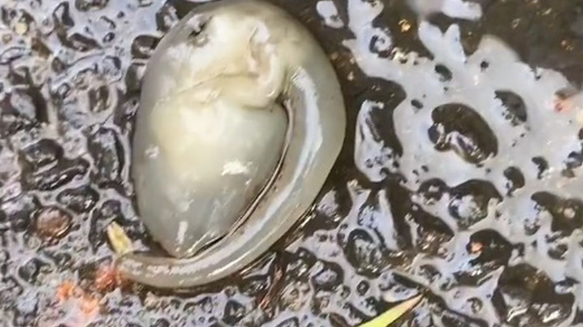 Wyszedł pobiegać i trafił na "kosmitę". Dziwny obiekt w Australii 