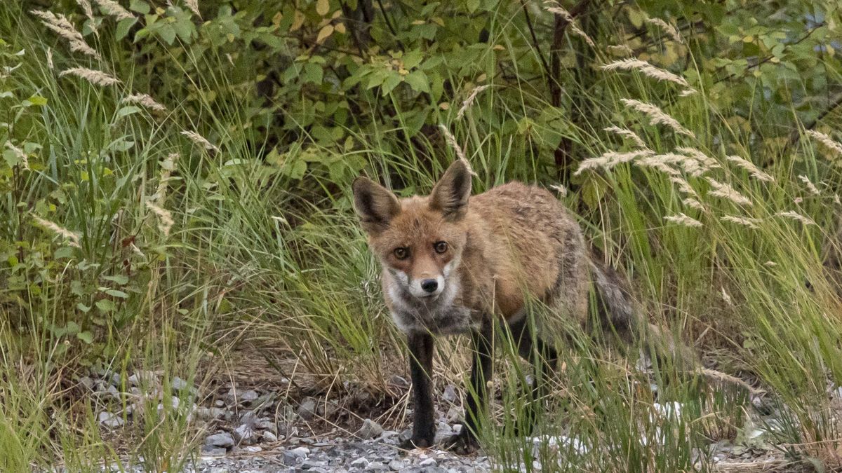 A red fox in the forest of Olympus mountain in Greece. Foxes are small to medium-sized, omnivorous mammals belonging to several genera of the family Canidae with the most common and widespread species of fox, the red fox Vulpes vulpes with about 47 recognized subspecies. Mount Olympus is the highest mountain in Greece with its peak Mytikas rising at 2918m above sea level. The mountain is a National Park and in Greek Mythology it was the home of the 12 Olympian ancient Greek gods. The mountain has exceptional biodiversity and rich flora and is a World Biosphere Reserve attracting thousands of visitors to admire its fauna and flora, walk in the different kind of forests or tour its slopes and climb its peaks or trek around the refuges or the mountaineering or climbing routes as the mountain has 52 peaks and deep gorges.  Olympus is about 100km away from Thessaloniki city and just a few kilometers from the beaches of Pieria. Mount Olympus, Greece on October 2022 (Photo by Nicolas Economou/NurPhoto via Getty Images)