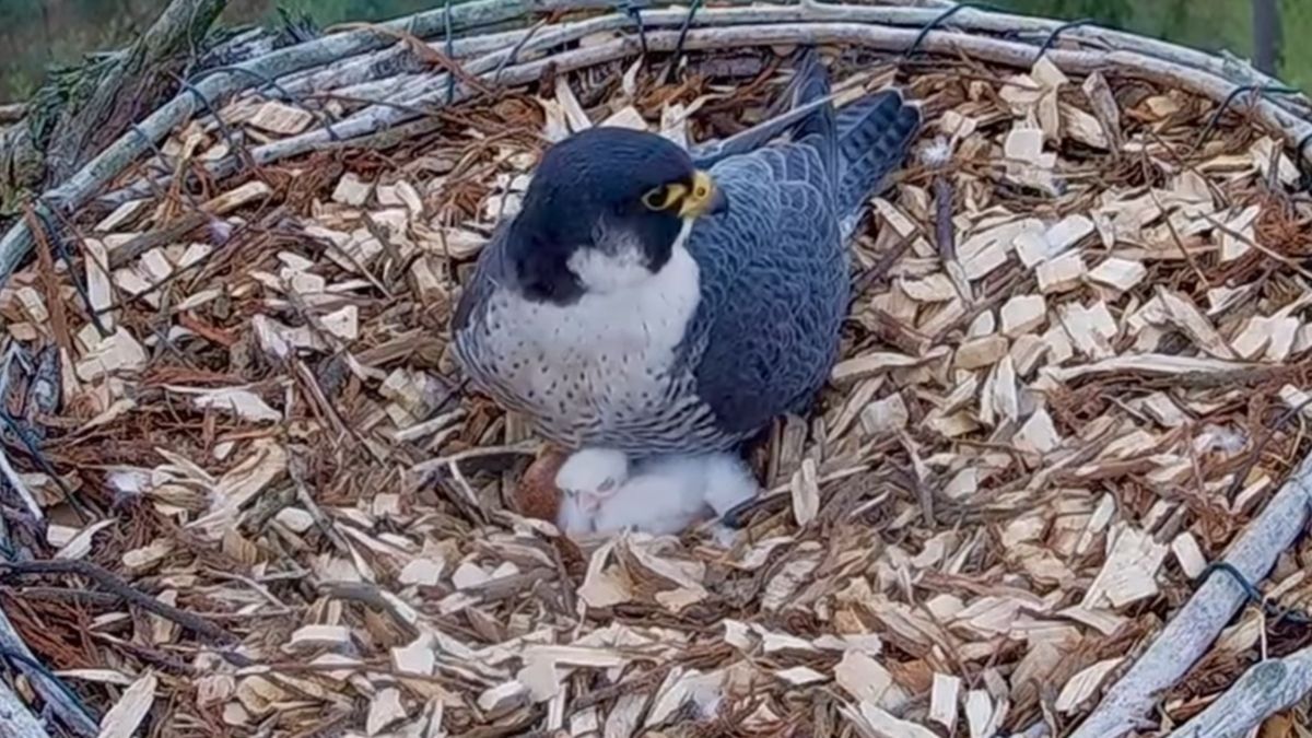 W Dolinie Baryczy pojawiły się nowe pisklęta  