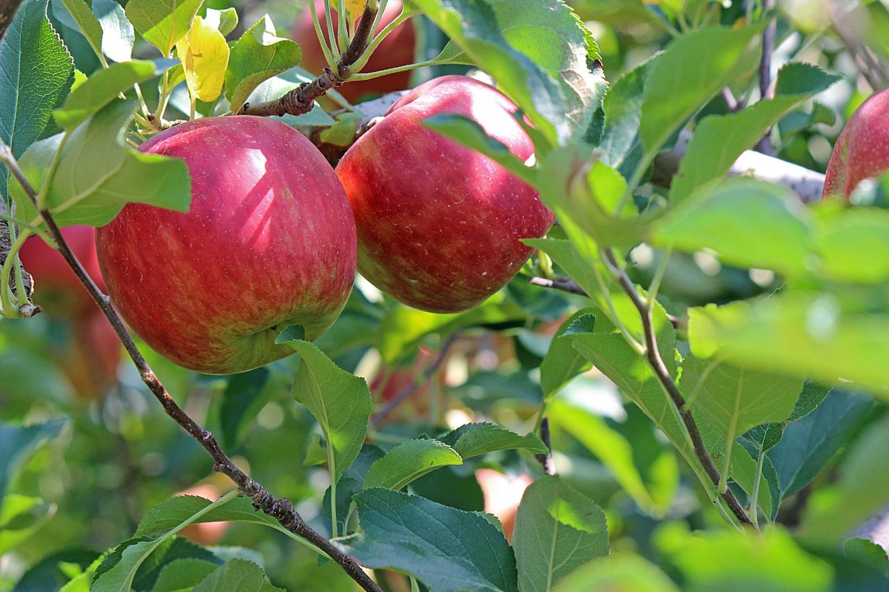 Te polskie produkty podbijają świat. Są w czołówce najchętniej kupowanych