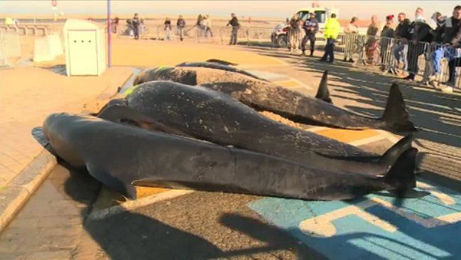 10 wielorybów na plaży w Calais