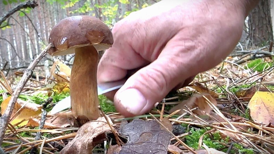 W Tarcach wysyp grzybów!