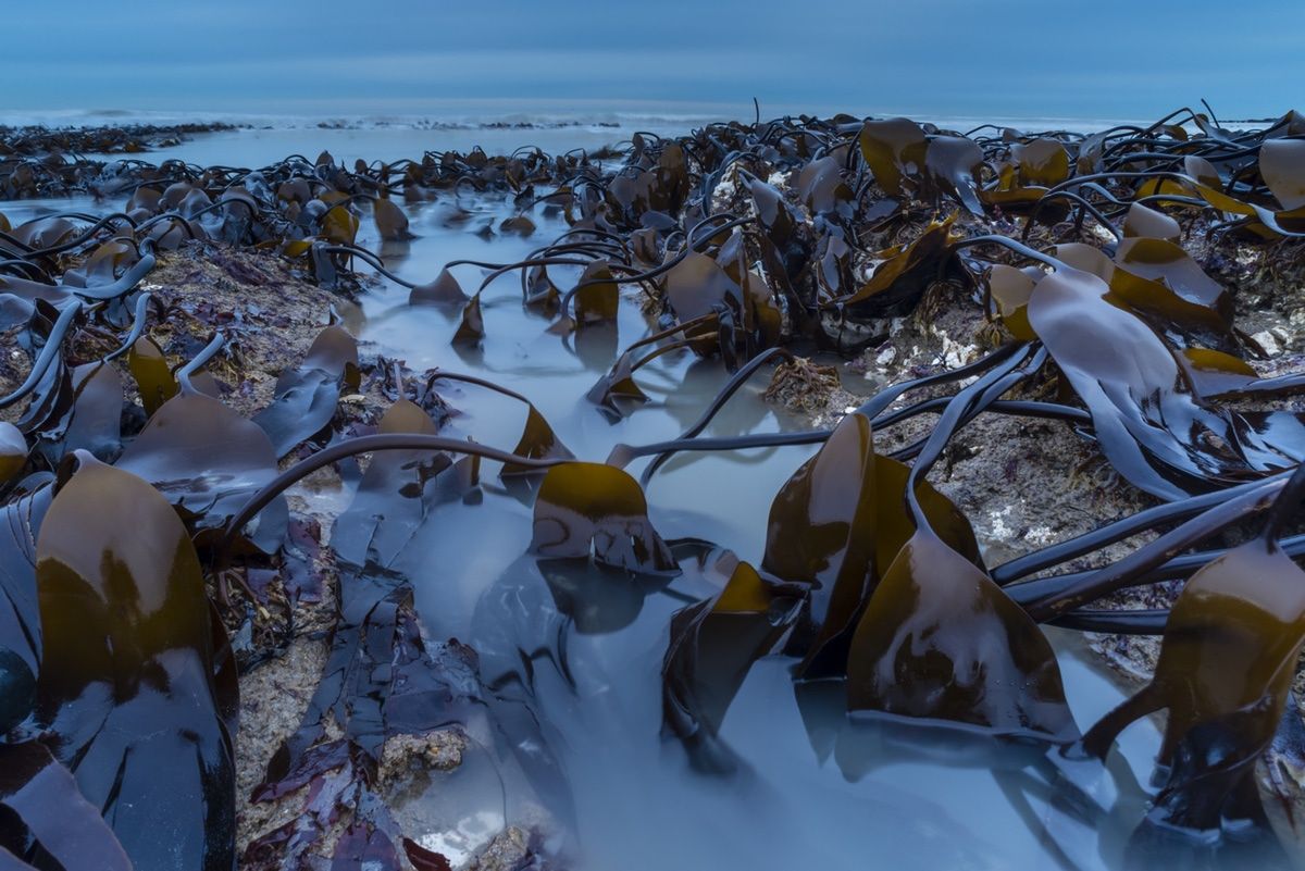 Nietoperz podczas polowania - zwycięskie zdjęcie British Wildlife Photography Awards 2018 6