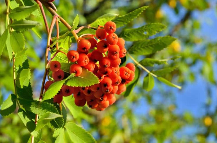 Mikstura z jarzębiny dobra na przeziębienie. Dodatkowo wzmocni serce oraz pomoże na ból nerek i wątroby