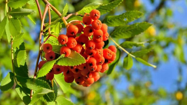 Sok lub dżem z owoców jarzębiny jest bombą witaminy C i pomoże na przeziębienie