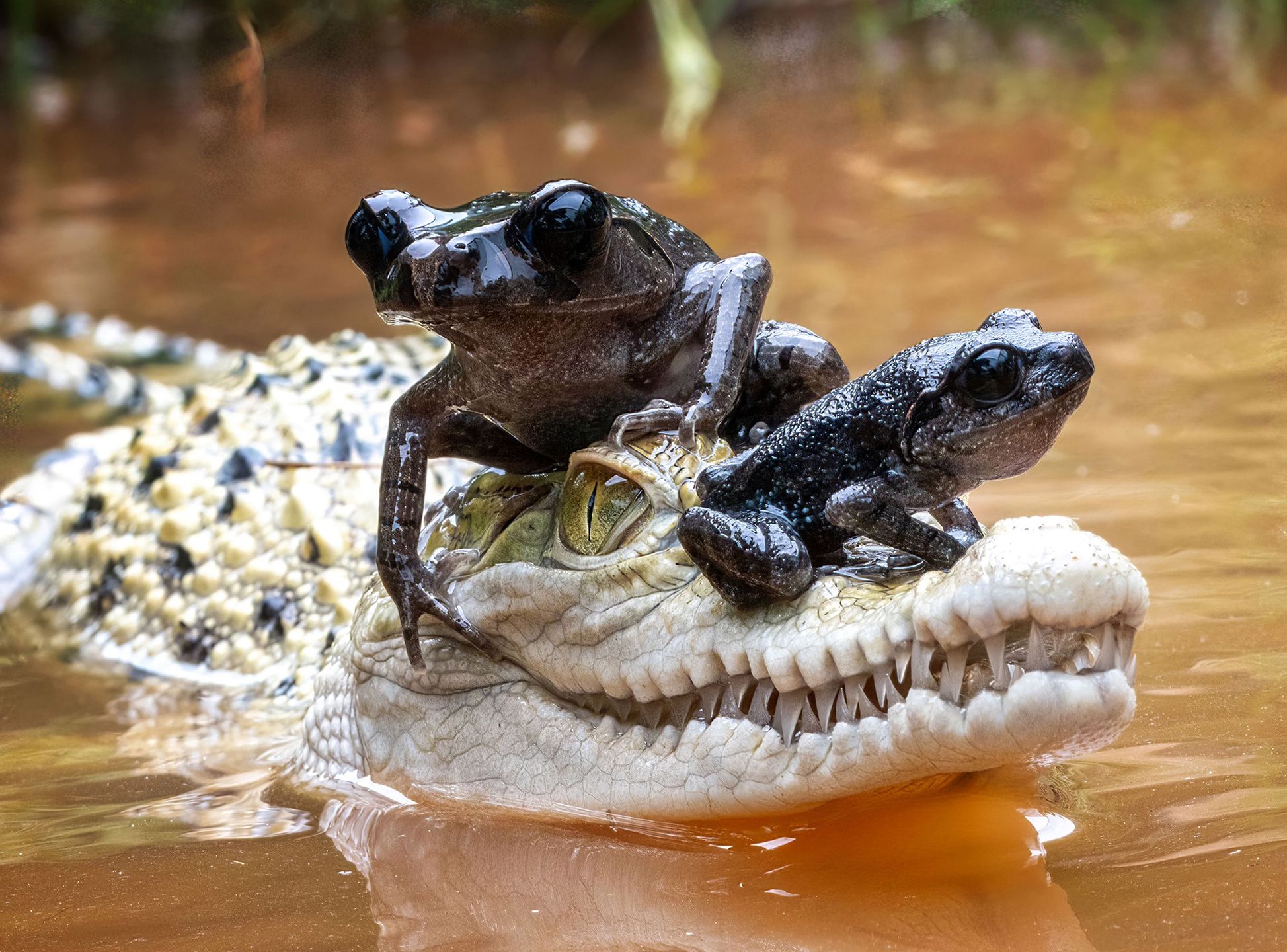 FROG ON  A CROCODILE TAXI
(PICTURED  frogs using a happy crocodile as a  taxi) These cheeky frogs hitch a ride on this crocodile taxi across the pond.Taken by Dzulfikri, 50, from Bekasi, Indonesia, who captured these brilliant images of these frogs hopping on for a ride in style. Dzulfikri said: "The pond is not very big and is home to baby crocodiles and frogs. I manage to capture unique moments at the pond such as the frogs jumping and landing on the crocodiles. "To me, it looked like they were playing together, so I just knew in this situation I needed to capture it on camera."  .,Image: 760918074, License: Rights-managed, Restrictions: It is not permitted to use or publish this image in a way which does not reflect a fair and true representation of the original context or in a manner which might be defamatory to any person or body or which is likely to bring the image Caters News or its licensees into disrepute., Model Release: no, Credit line: Dzulfikri/ CATERS NEWS / Caters News / Forum
Dzulfikri/ CATERS NEWS / Caters
amazing, amphibian, amphibians, animal, animals, animals & wildlife, bekasi, blue eye, blue eyes, croc, crocodile, crocodiles, dzulfikri, frogs, indonesia, plant, plants. cute, pond, ponds, reptile, reptiles. frog, toad, toads, unlikely friend, unlikely friends, west java, wild animals