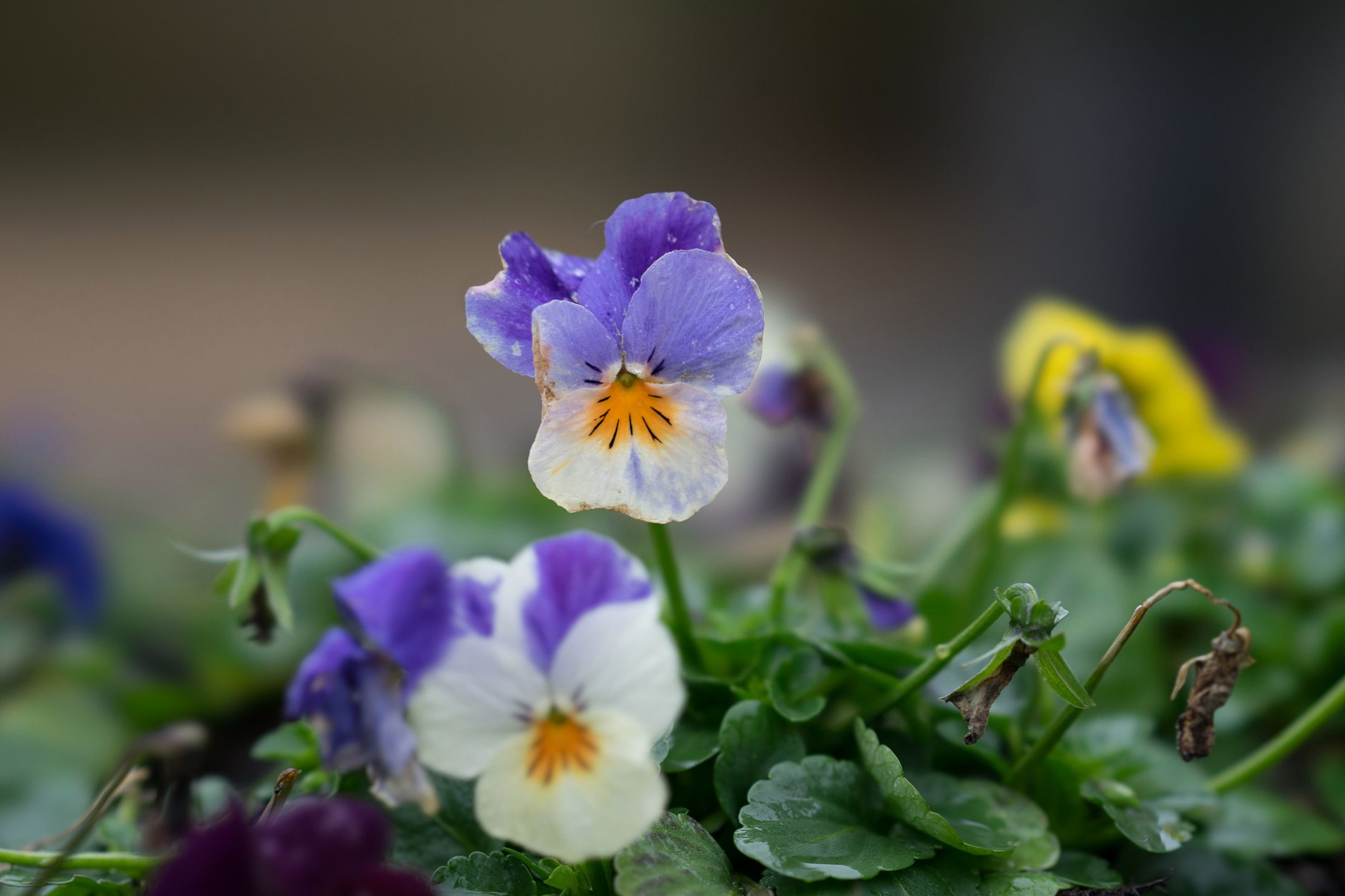 Nowe portretówki Sony FE 100 mm f/2.8 i 85 mm f/1.8 - pierwsze wrażenia i zdjęcia przykładowe 9