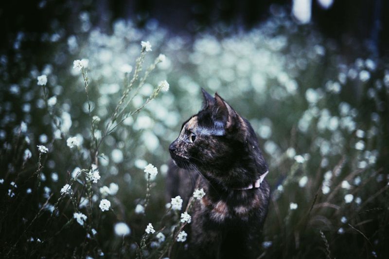 „Cat Effect", czyli cztery pory kota 18