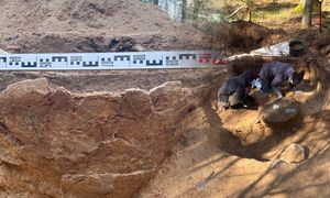 Liczy ok. 2 tys. lat. Niezwykłe odkrycie w puszczy