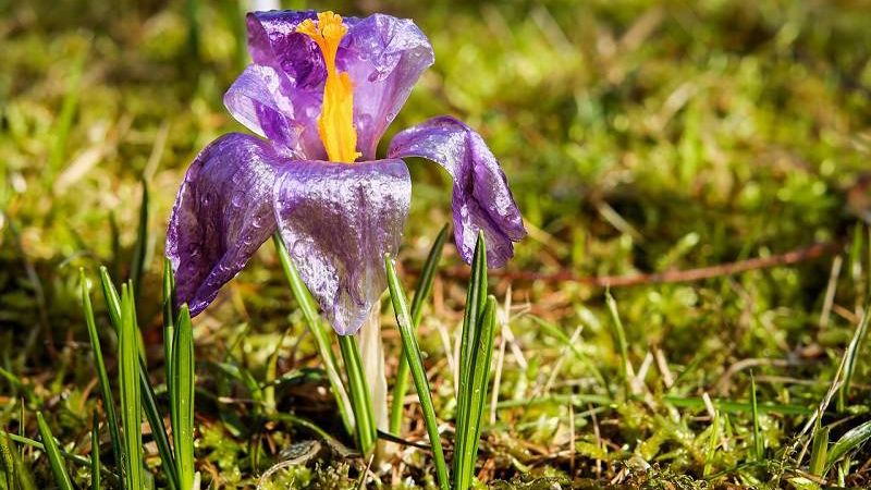 krokus wiosna zieleń ciepło
