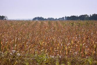 Susza w Polsce. Straty rolników są już szacowane na 1 mld zł, zagrożone 99 proc. upraw