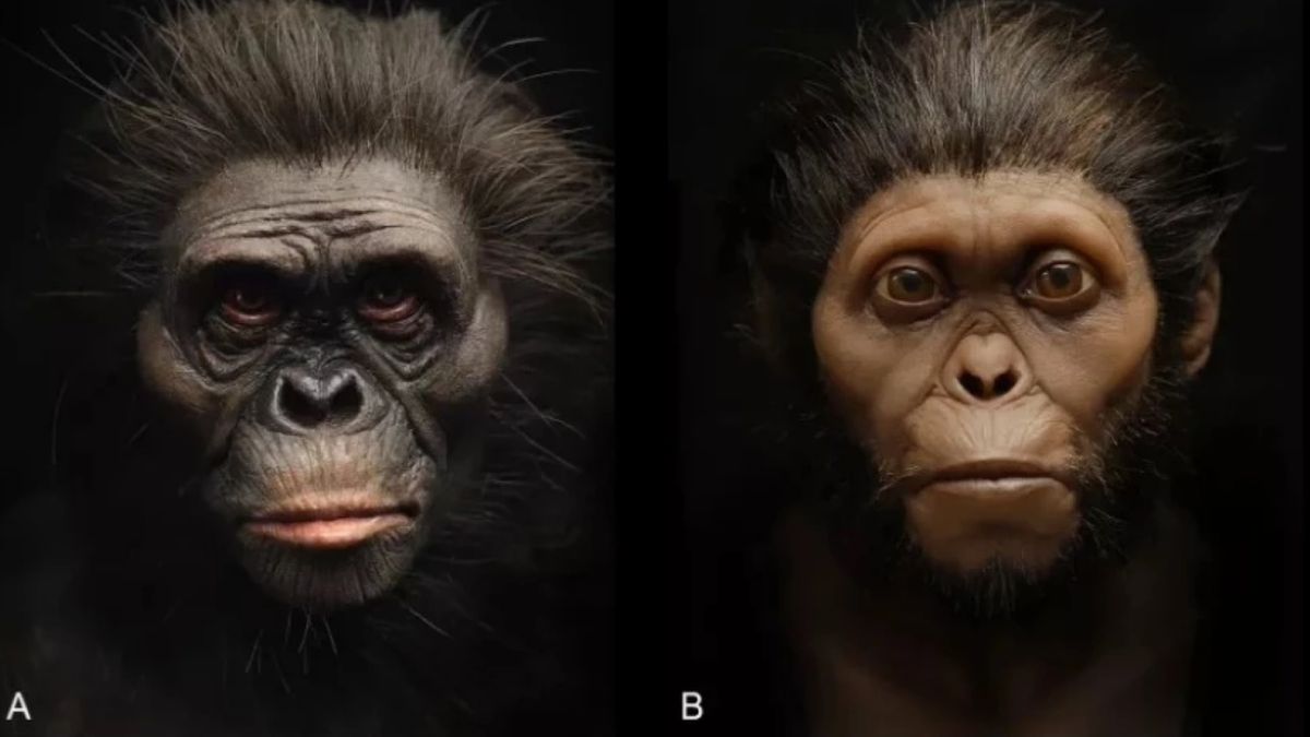 Naukowcy zrekonstruowali twarz Lucy (po lewej) i dziecka z Taung (po prawej)