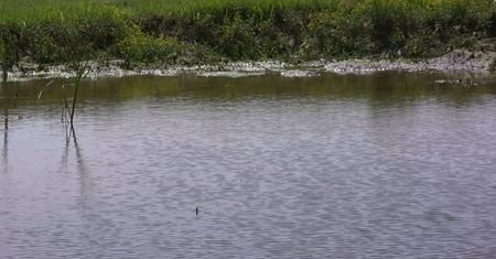 Owad, który wykorzystuje plastik. Naukowcy nie są jednak zadowoleni