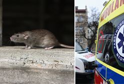 Rodzinna tragedia. Matka strzelała do szczurów. Trafiła córkę