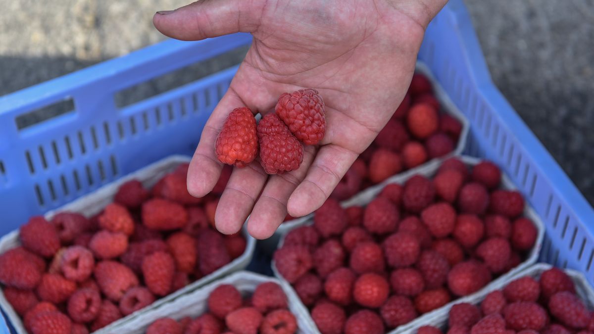 uczestnicy protestu
Opole Lubelskie, 05.07.2023. Protest producent�w malin w Opolu Lubelskim, 5 bm. Przyczyn� protestu s� niskie ceny owoc�w. (sko) PAP/Wojtek Jargi�o
Wojtek Jargi�o
cena, ceny, hodowcy, maliny, owoce, plantatorzy, producenci, produkcja, protest, skup, import, mro�one owoce, niska cena, niskie ceny