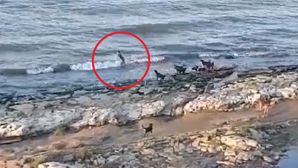 Chłopiec uciekł w Rosji przed stadem dzikich psów do morza