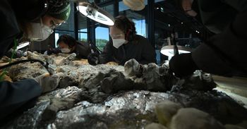 Z kamienia wyłania się potwór sprzed 240 mln lat. Codziennie w Warszawie odkrywają kolejne kości