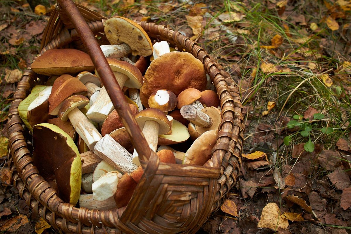 grzyby, ostrzeżenie GIS, powódź GIS ostrzega. Grzyby z tych terenów mogą być trujące