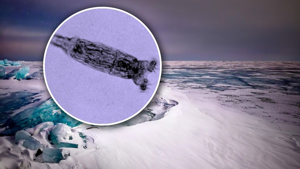 Ożywiono organizmy sprzed 24 tys. lat. Mat. poglądowy