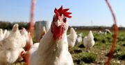 Bioasekuracja w gospodarstwach. Cicha tarcza polskiego rolnictwa