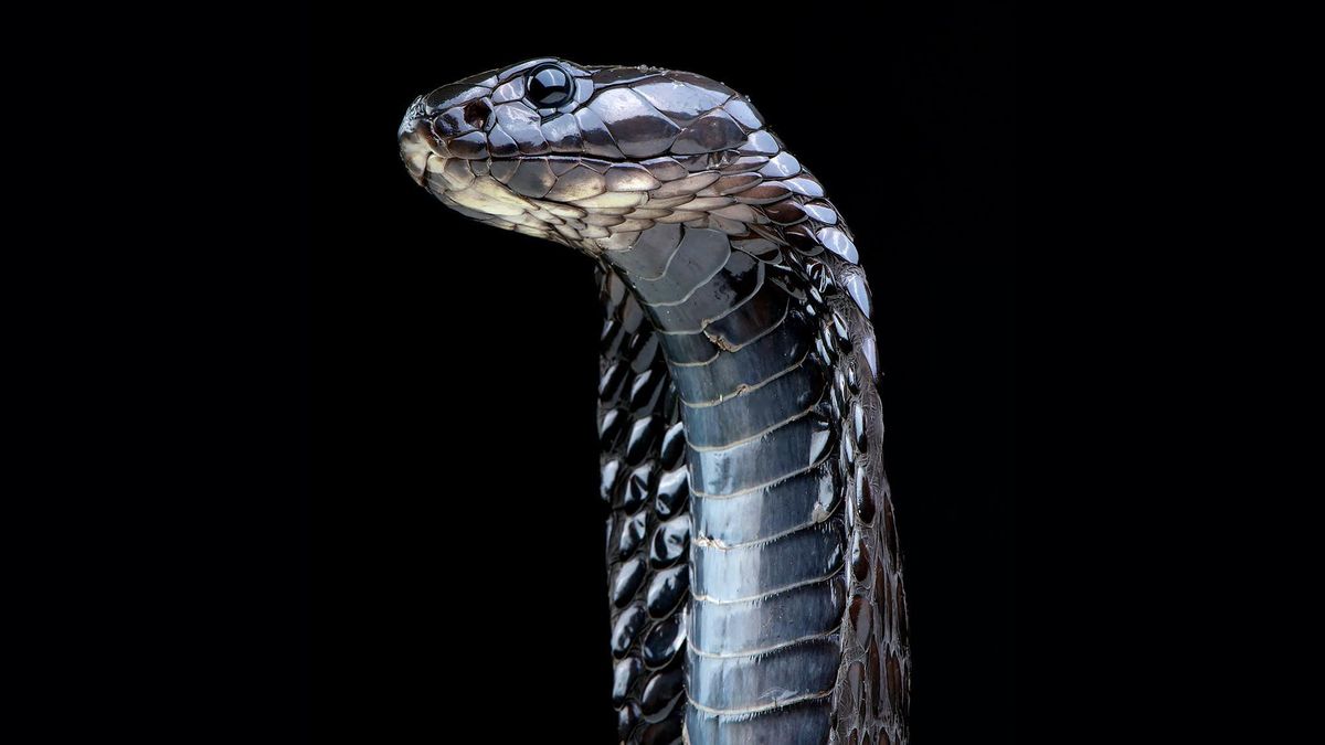 Piękne i zabójcze. Oto niesamowite zdjęcia niebezpiecznych zwierząt 1