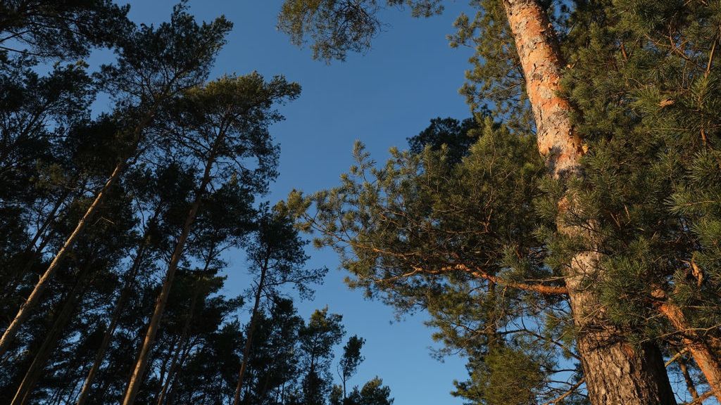 Zakaz wstępu do lasu - tym razem spowodowany suszą