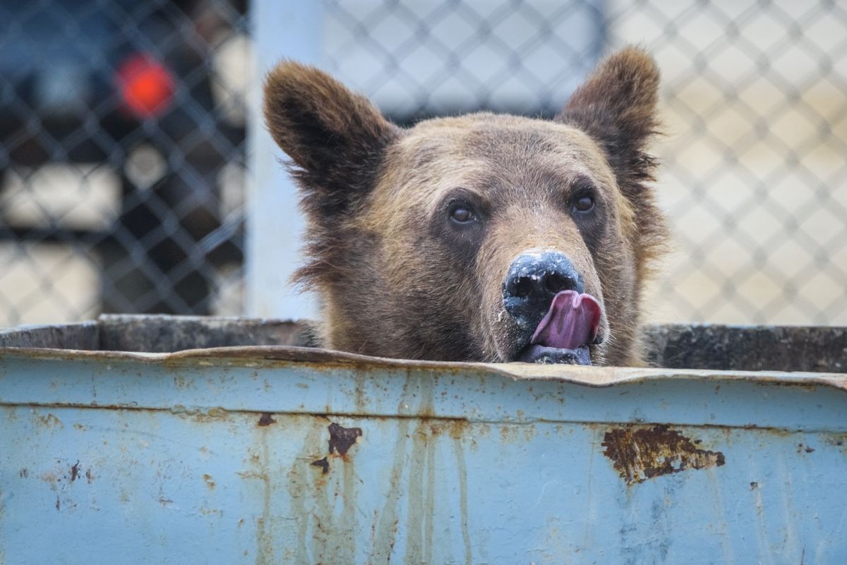 Tatrzańskie niedźwiedzie poszukują jedzenia (zdjęcie ilustracyjne)